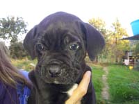 cucciolata cane corso